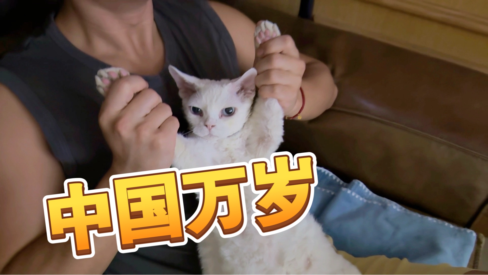 和猫咪一起看大阅兵 全程“哇塞”！