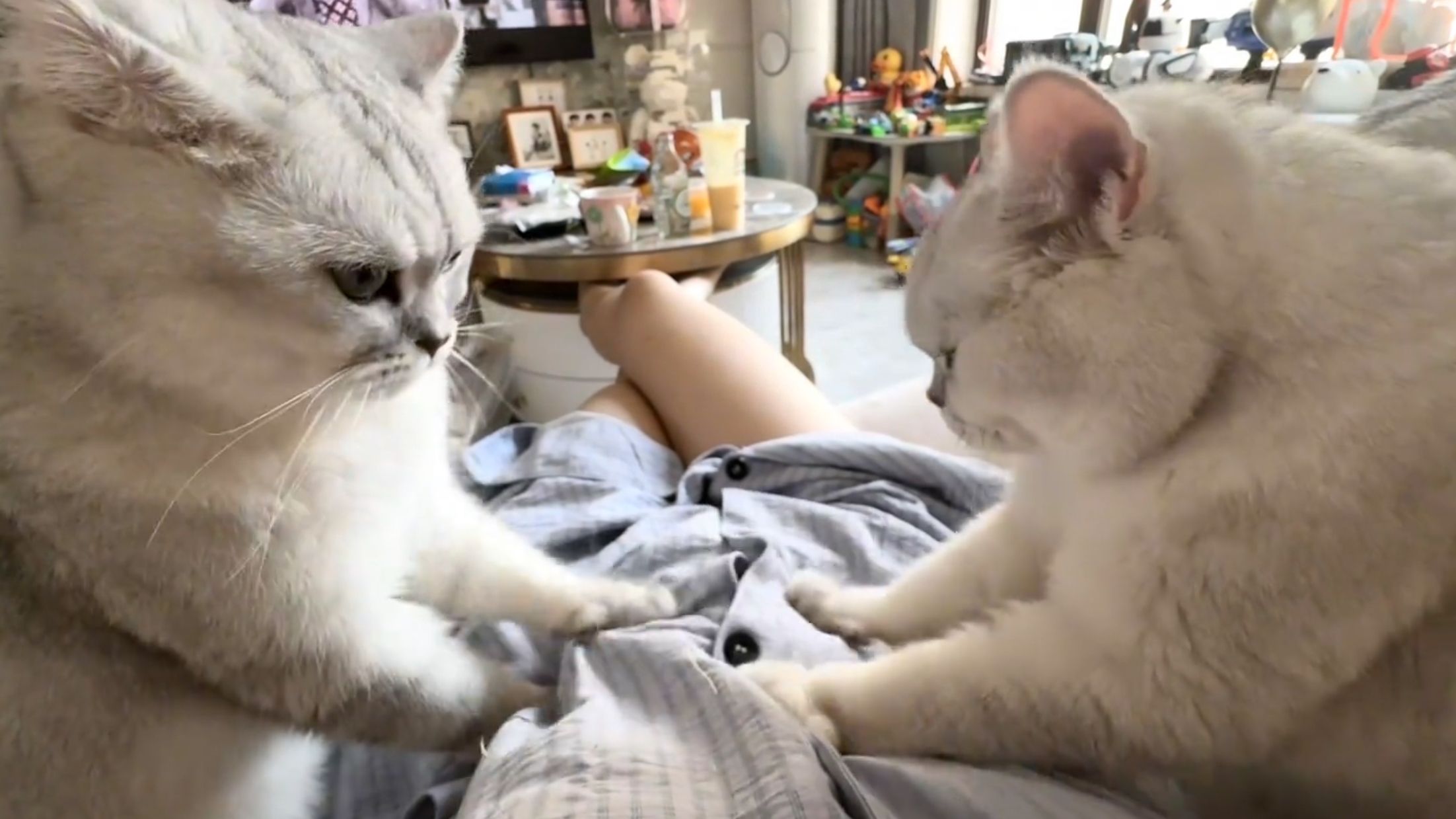 《给我家猫看了，它说这是AI做的》