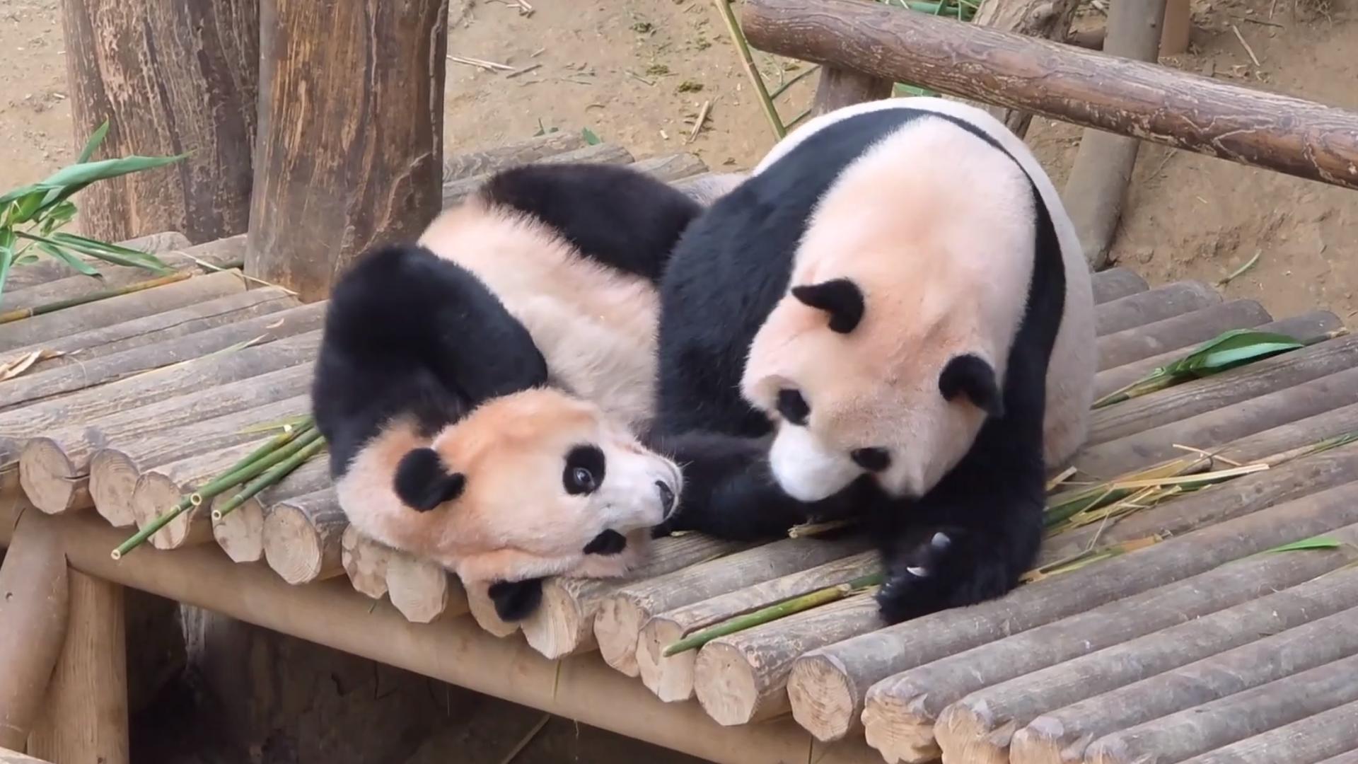 25.08.12 爱宝抱着辉宝又啃又亲，辉宝享受妈妈最后一天的疼爱~