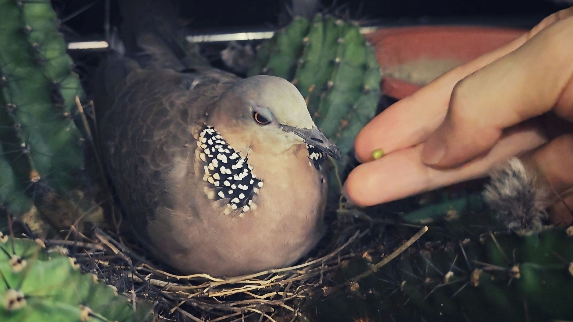 斑鸠〖母〗:人,鸠饿!喂我!(片尾有彩蛋)