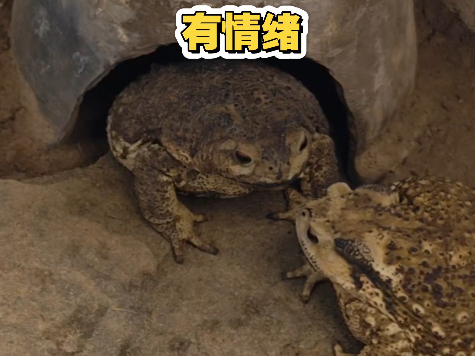 吃个虫子还有情绪了！