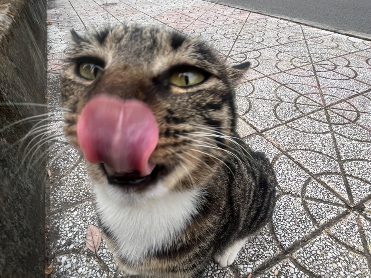 肥而油腻的“鹅”