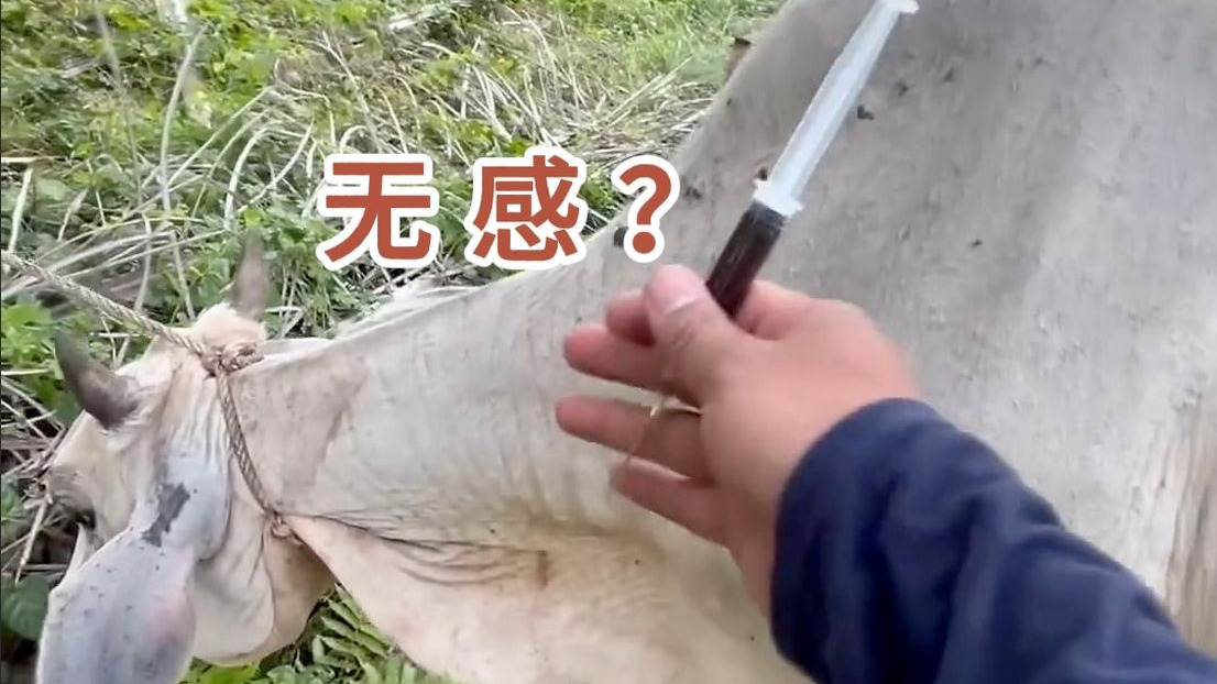 牧民妙计，牛牛轻松打针！