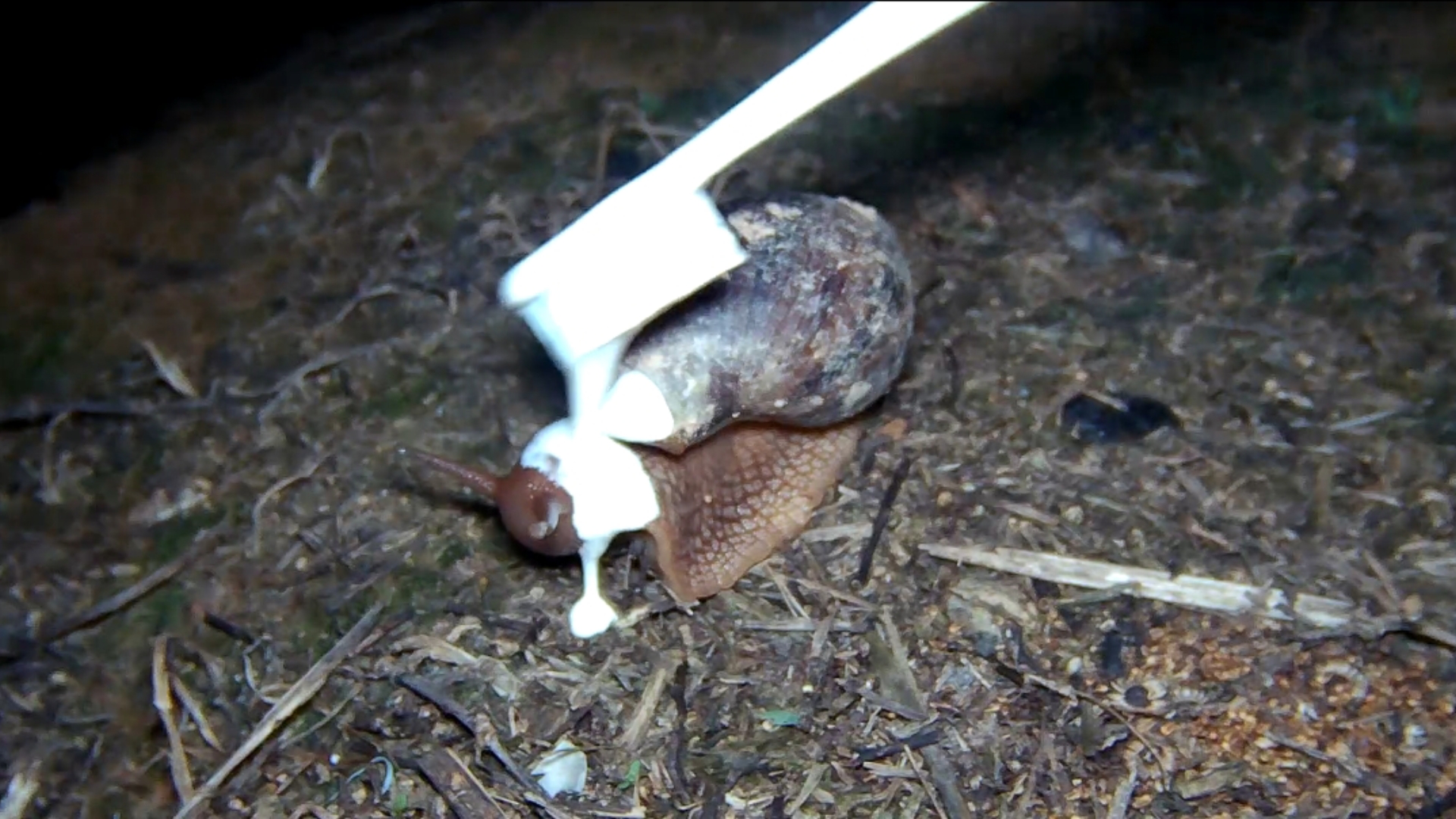 粉刷匠给非洲大蜗牛刷一下房子