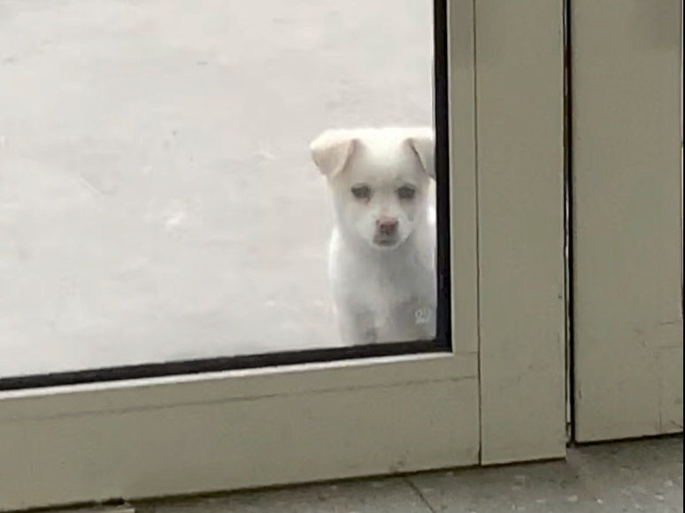 这还得从狗狗蹭我那顿麻辣烫说起