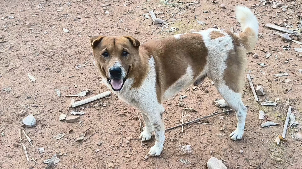 土坡上发现几个洞，土狗子挖开看，里面竟然住着两种动物