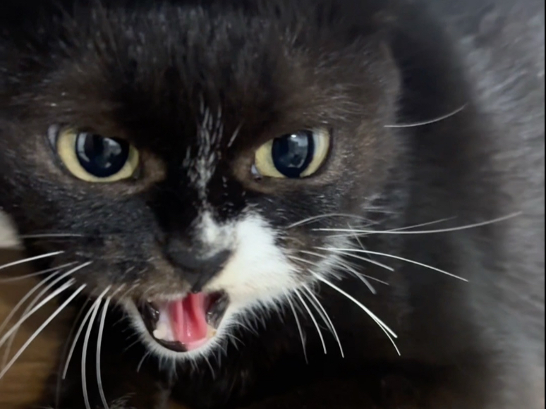 哈气猫就是不配进我家