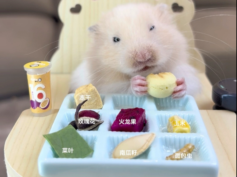 鼠鼠挑战吃播第49天|沉浸式吃鼠鼠九宫格拼盘。#宠物出道计划