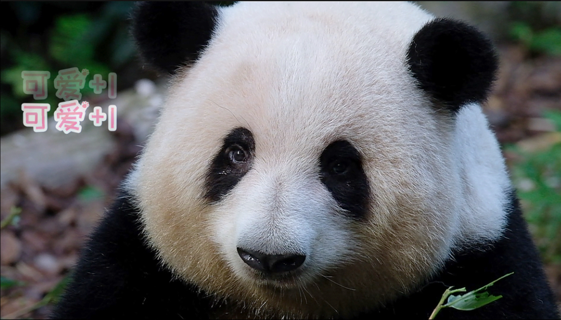 25.08.12 都被花花亮晶晶的眼萌迷住了，保安叔叔喊都喊不走！中