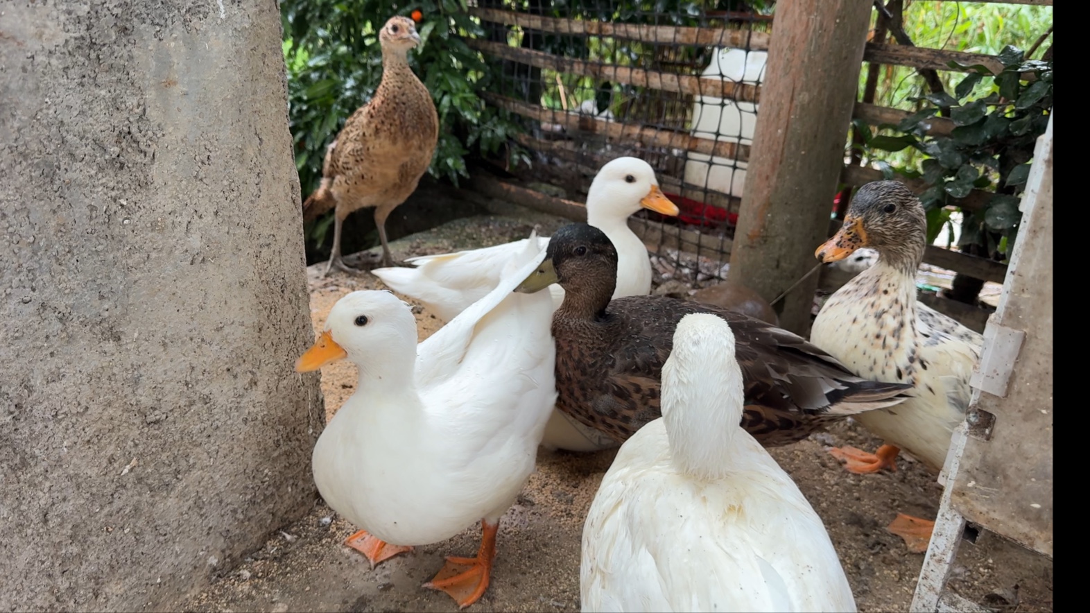 暴雨后的小鸟，这是准备啃老吗