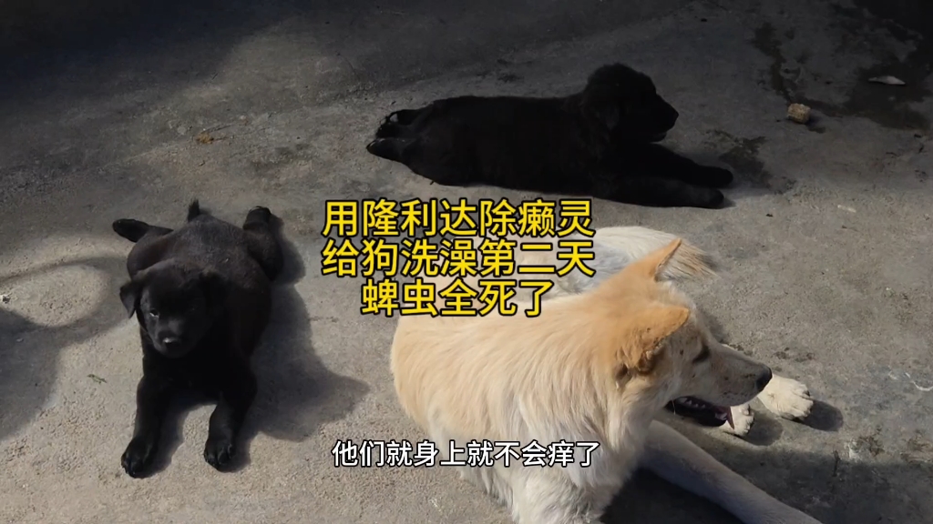 隆利达除螨洗狗显效果：蜱虫次日全死，曾遭中毒担忧，现狗精神升级