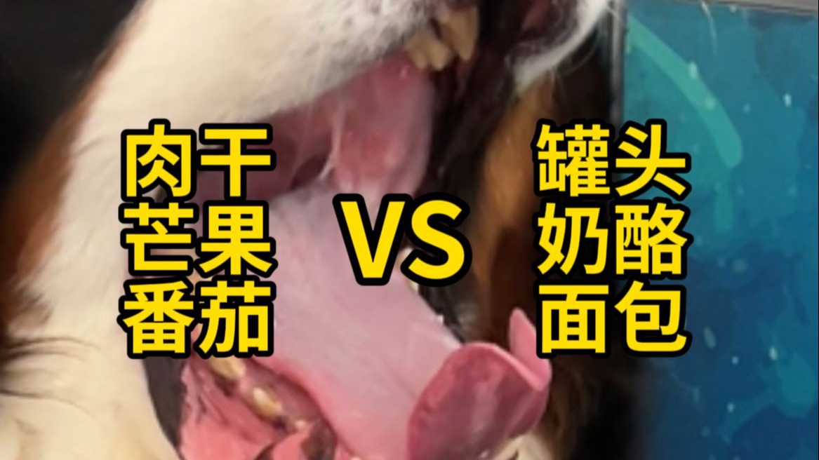 哪个食物更具小伯的青睐？