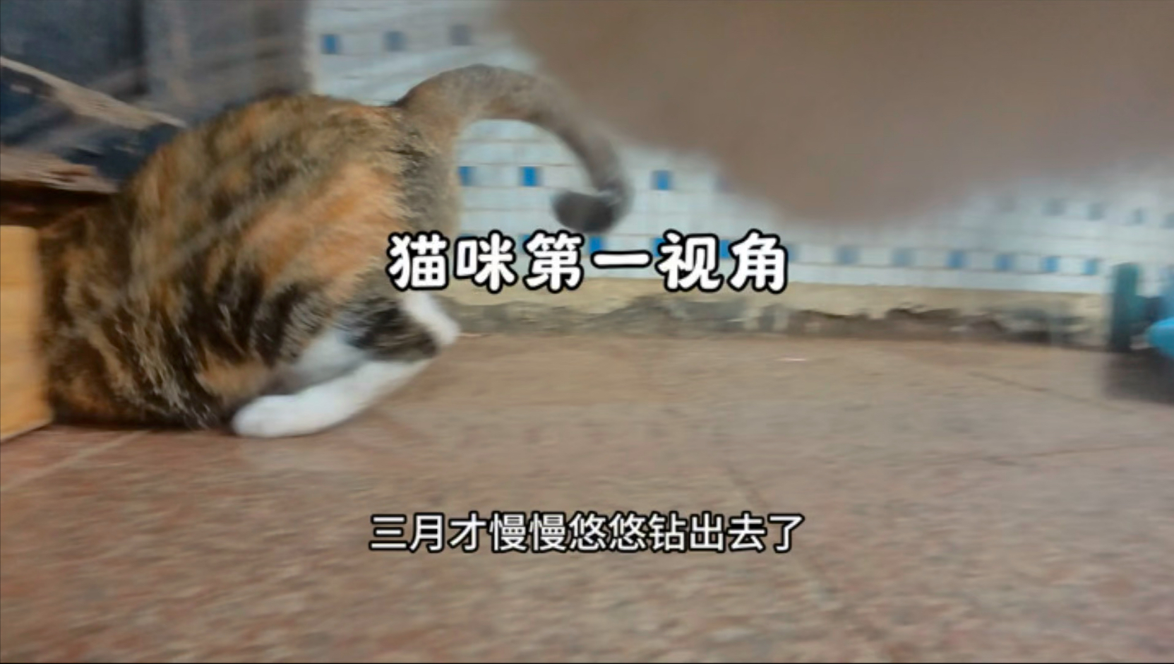 猫咪第一视角带你看威海青皮无花果熟了