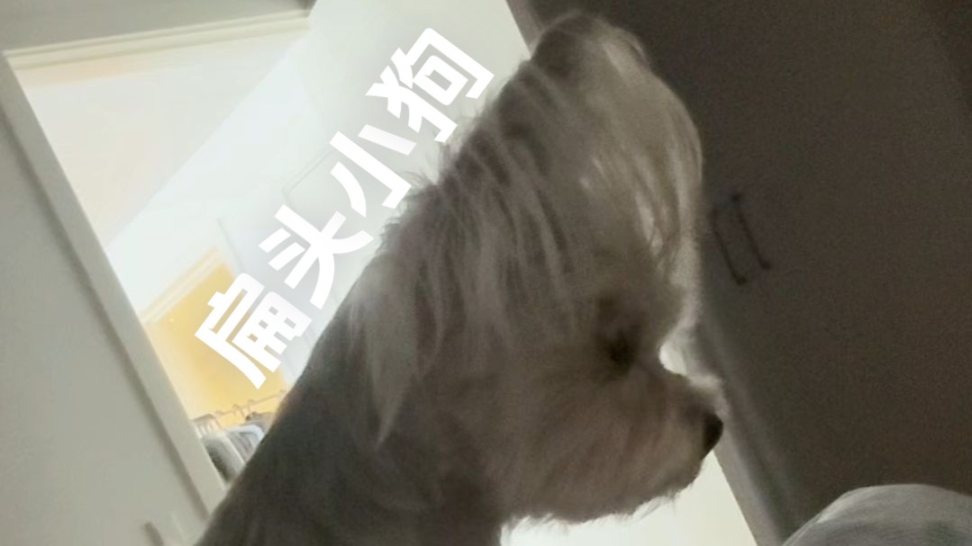 遭了呀，怎么会有头这么扁的小狗啊？