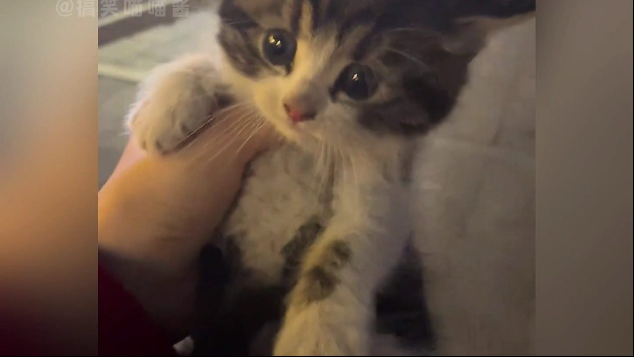 “流浪猫的花语是手慢无”！！！