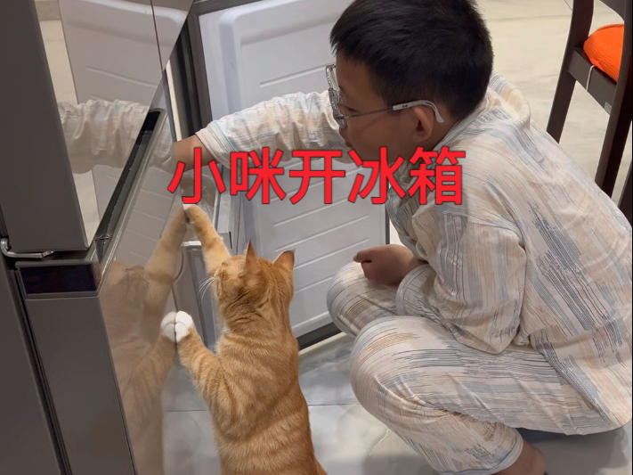 猫咪开冰箱