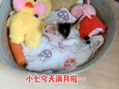 小七满月啦～#捡猫后续