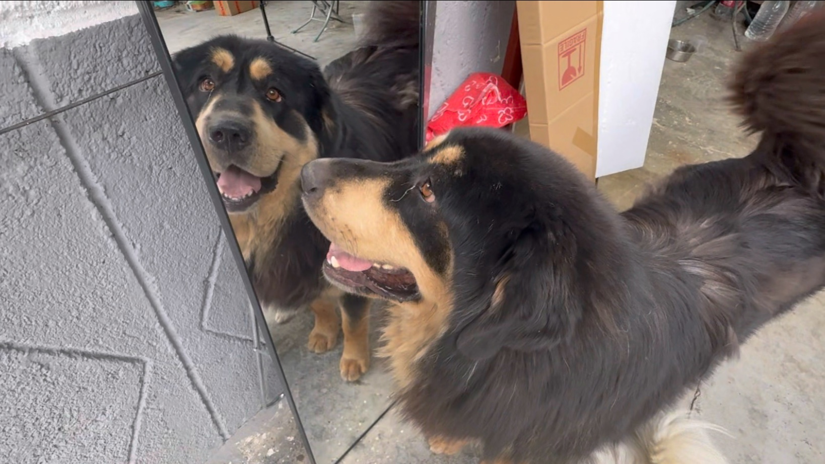 给狗子照镜子它以为有小狗被困在里边了，把他急的想给镜子里的