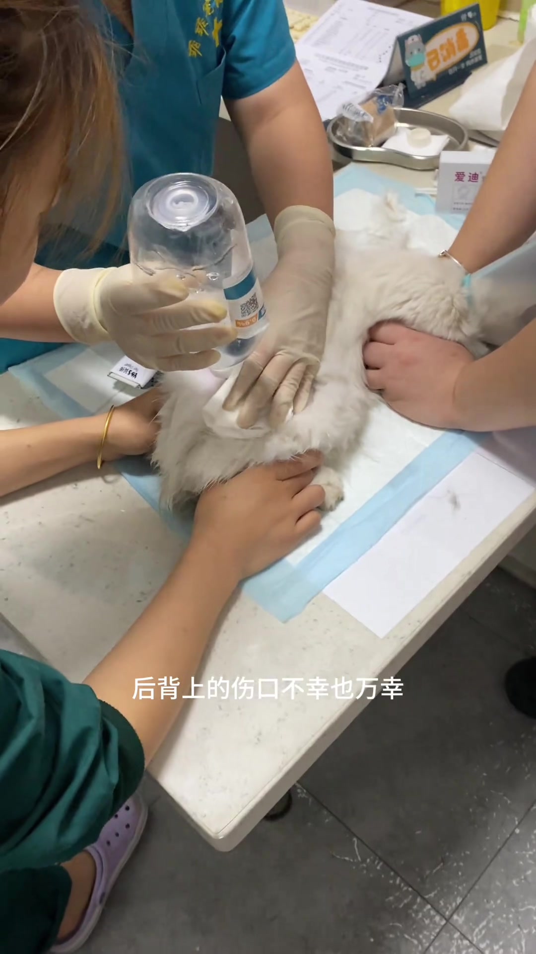 它好不容易把自己养这么大