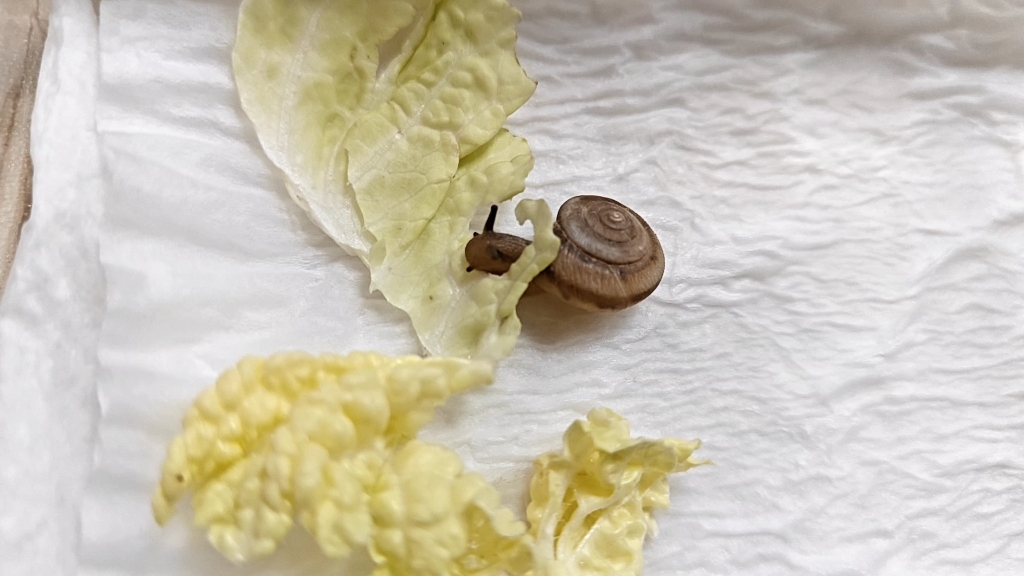蜗牛的头上有什么东西一动一动的，好像在嚼嚼嚼