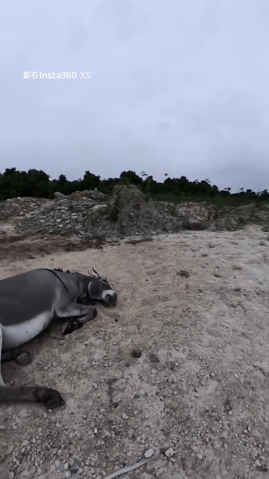 太好了是非洲驴驴吃播～