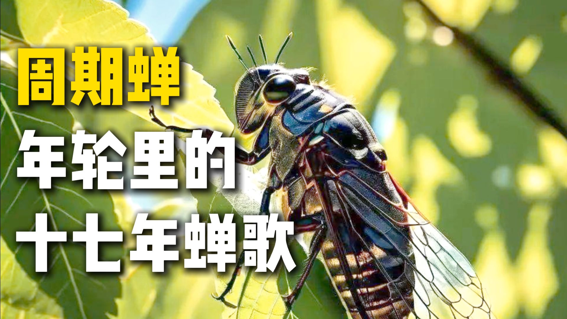 十七年蝉：年轮里的十七年蝉歌