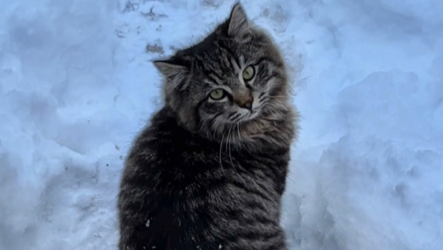 雪山上的猫咪们撒欢沾了一身雪花，太好玩啦！