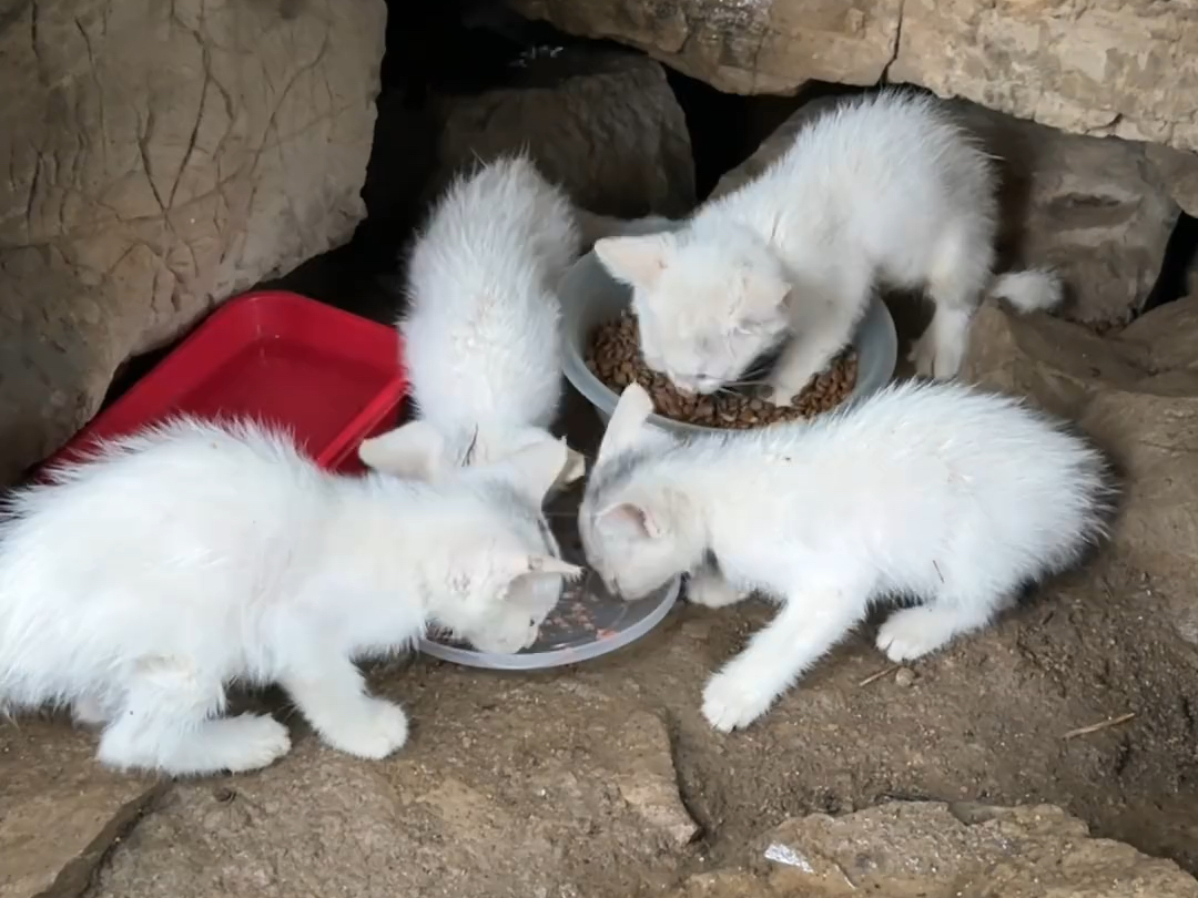 由于有事，一个礼拜没有喂流浪猫们了，它们应该都还好好的活着吧