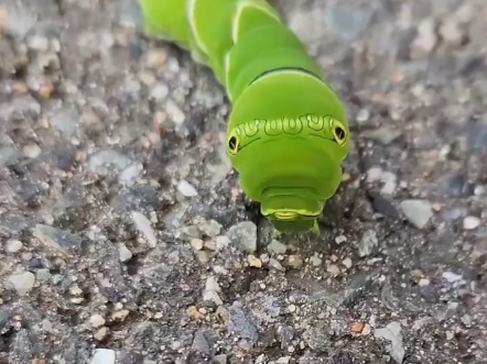 昆虫大赏：50种奇特虫子你见过几种？