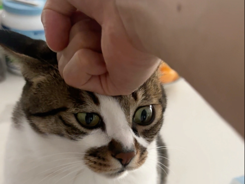 给小猫的头部按摩