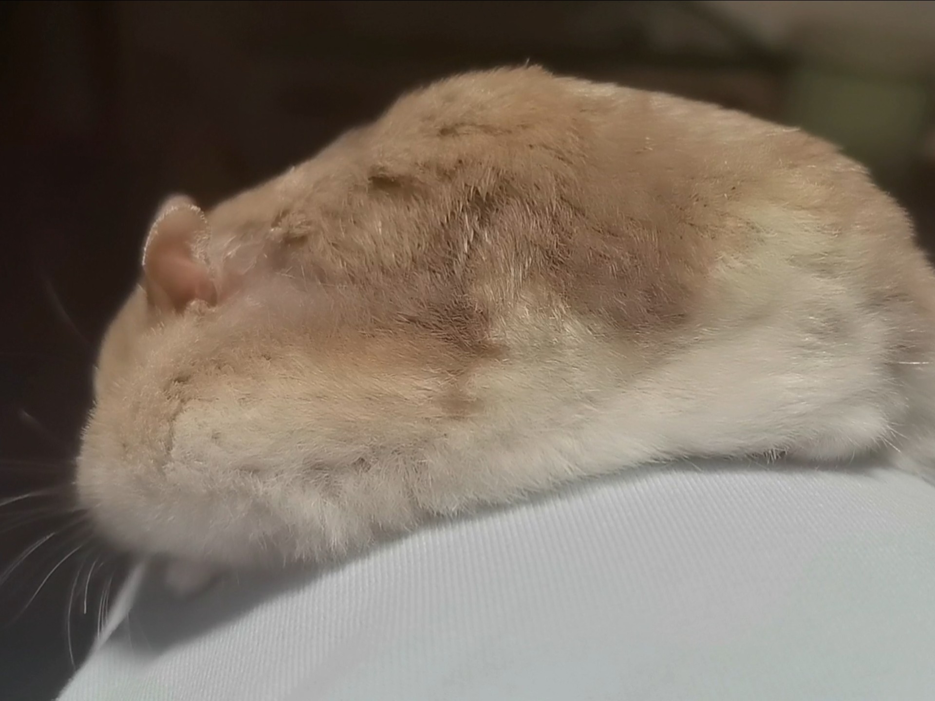 人，鼠是你不可逾越的高山