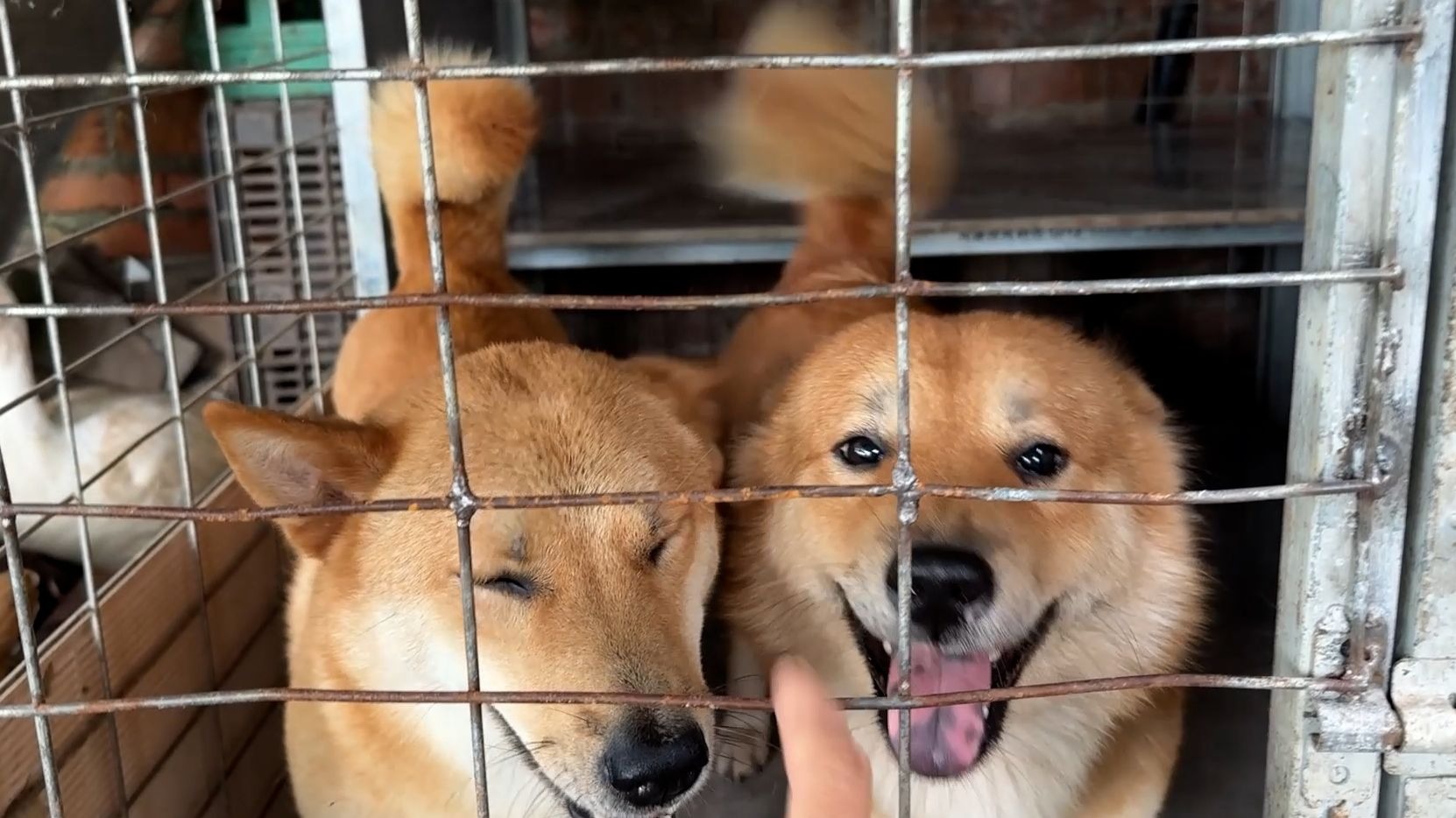 狗子：不是我咬坏的