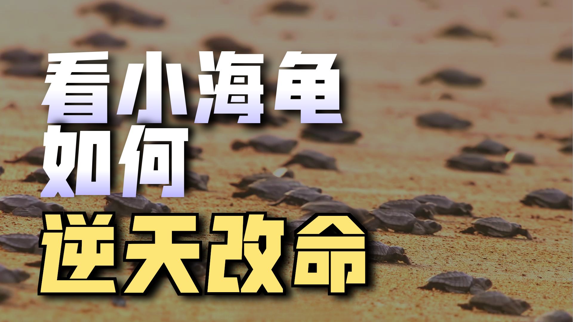 加勒比海龟