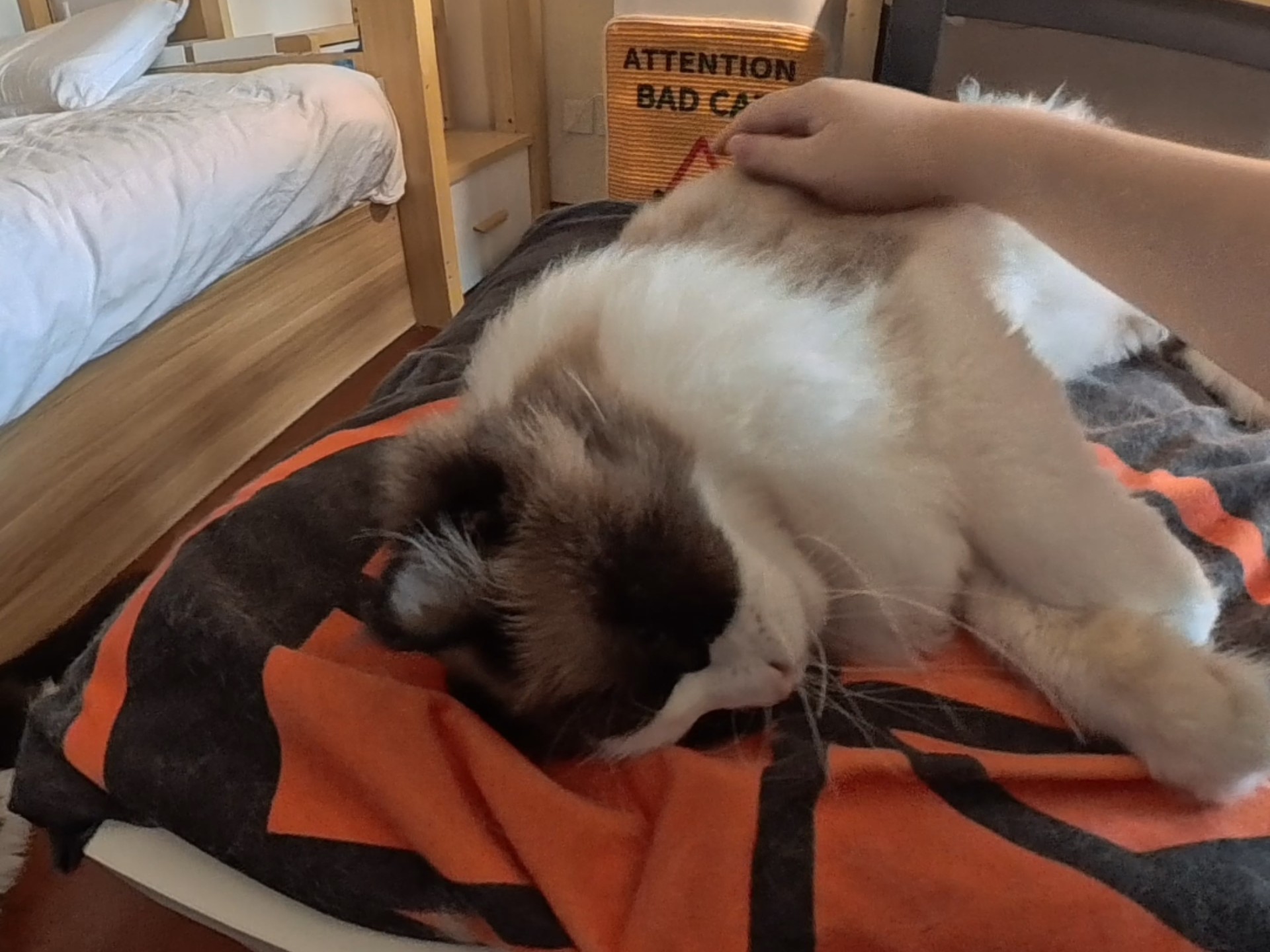 （沉浸撸猫）黑猫发动机好响啊