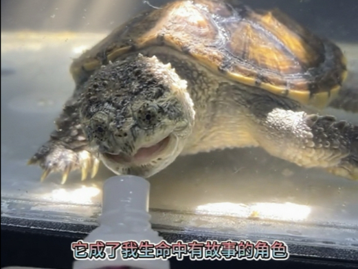 七夕连王八都有人告白，而我的朋友，你呢？