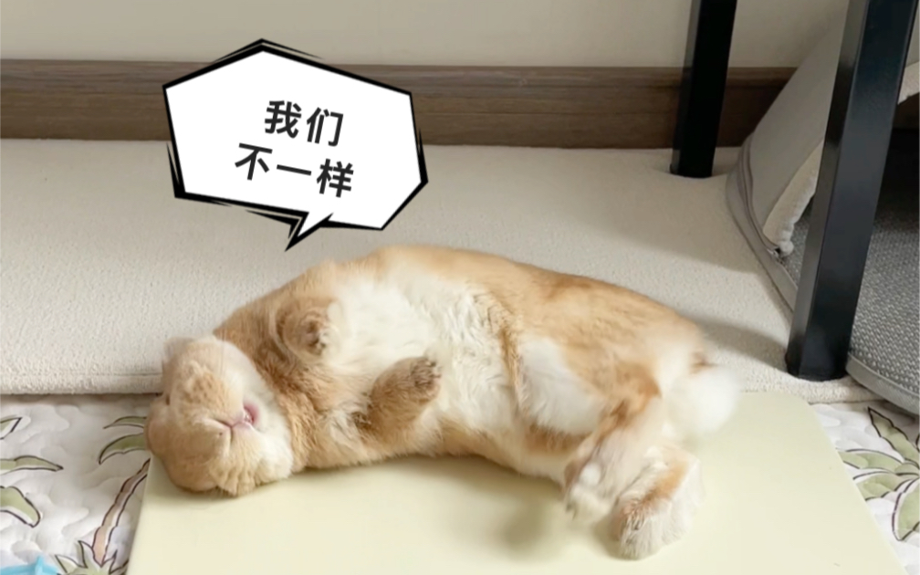 兔兔跟你不一样，了解兔兔才能养好兔哦