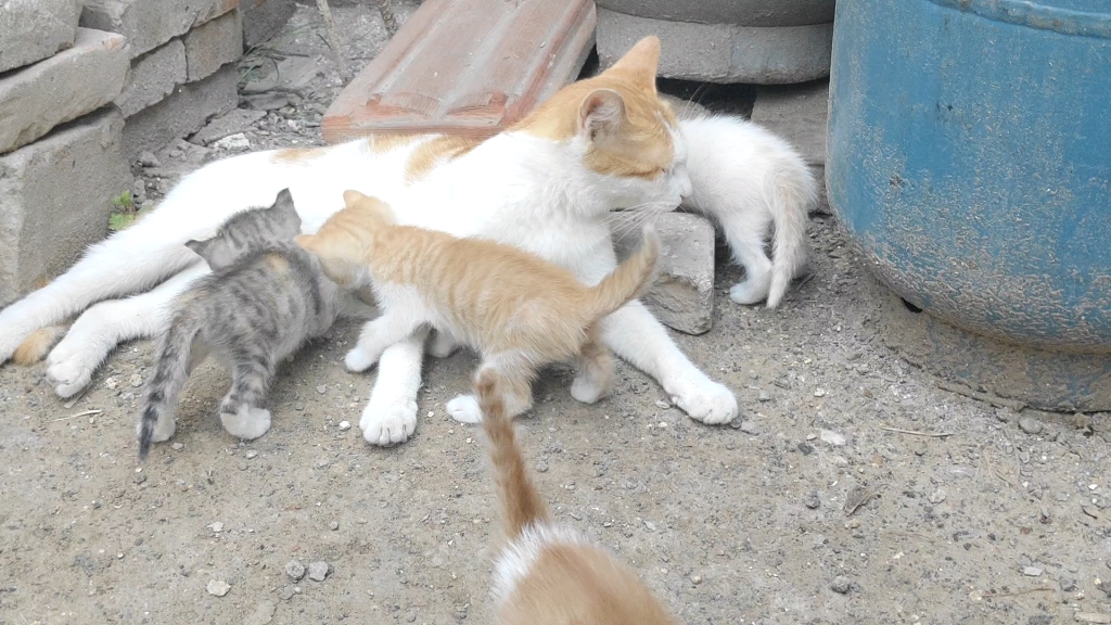 小咪咪们快该出栏了，谁要来领养吧