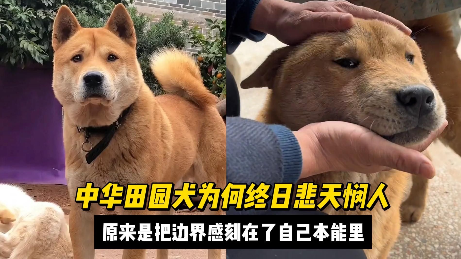 中华田园犬为何终日悲天悯人，原来是把边界感刻在了自己本能里