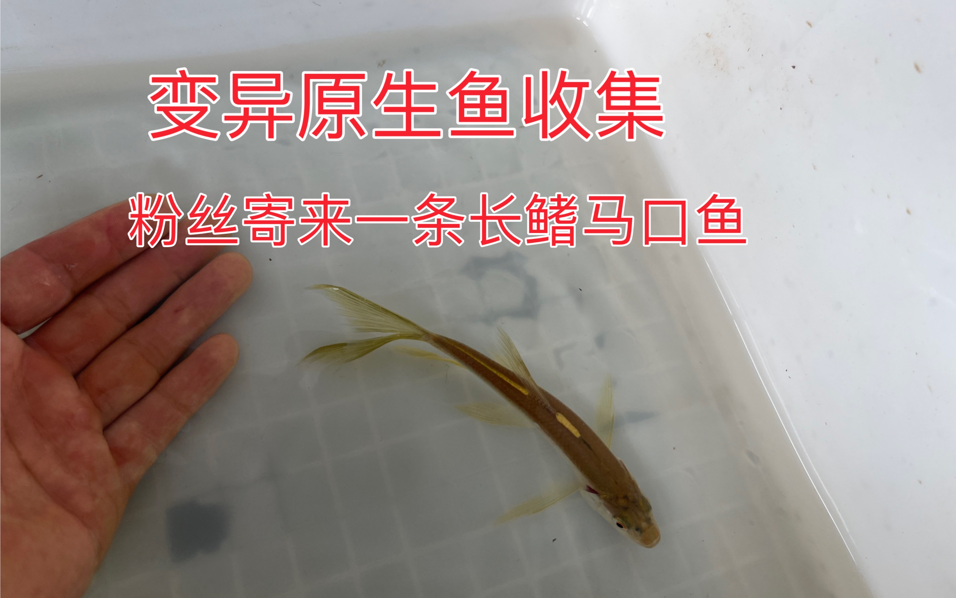 变异原生鱼收集 粉丝寄来一条长鳍马口鱼