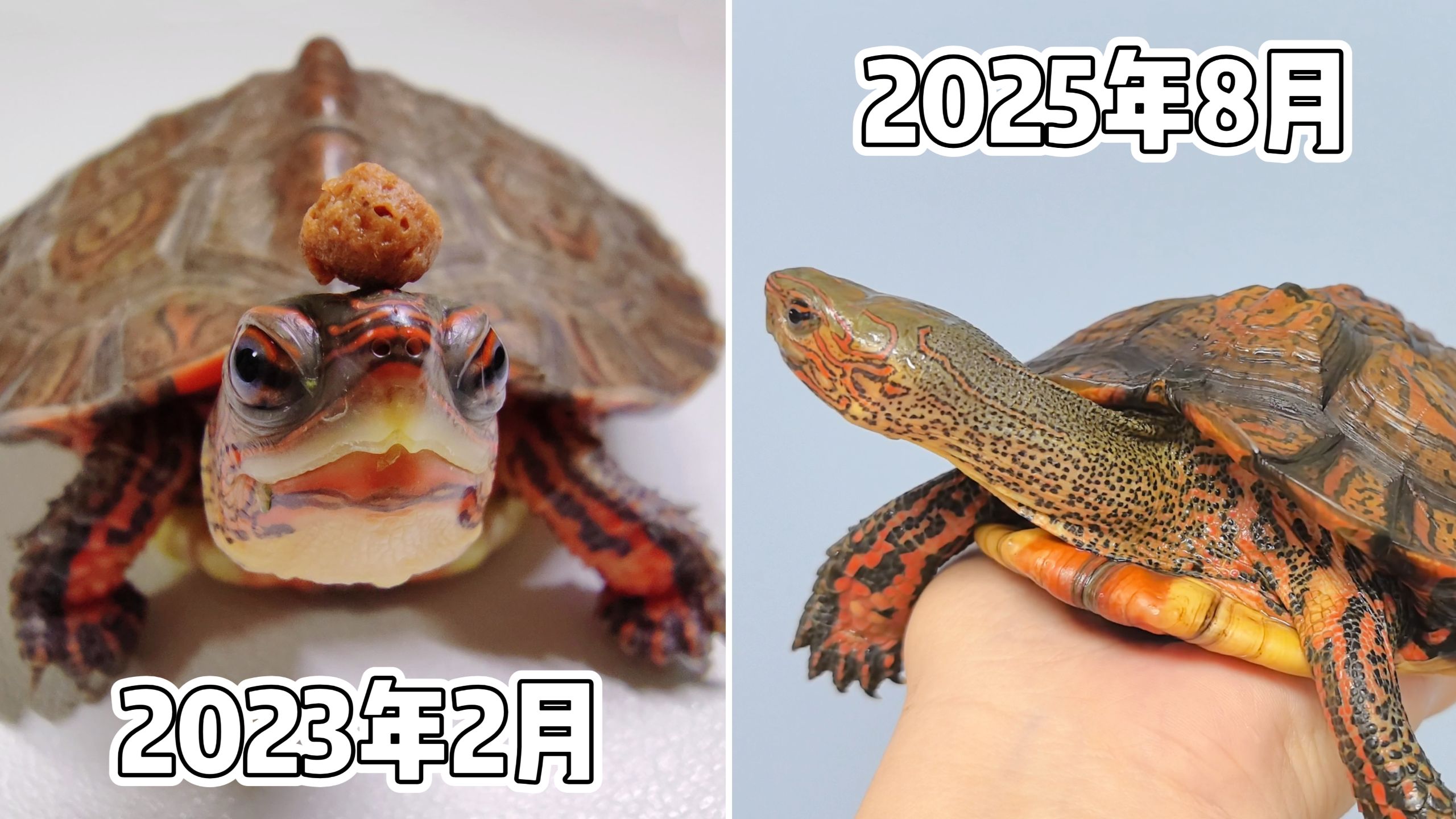 bur～原来龟的性格真的会变啊？！