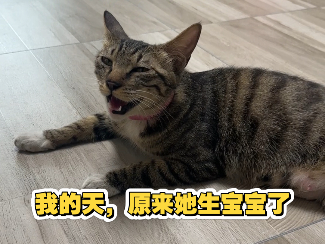 我最见不得亲人的猫妈妈带着崽子投奔我，我会破防的