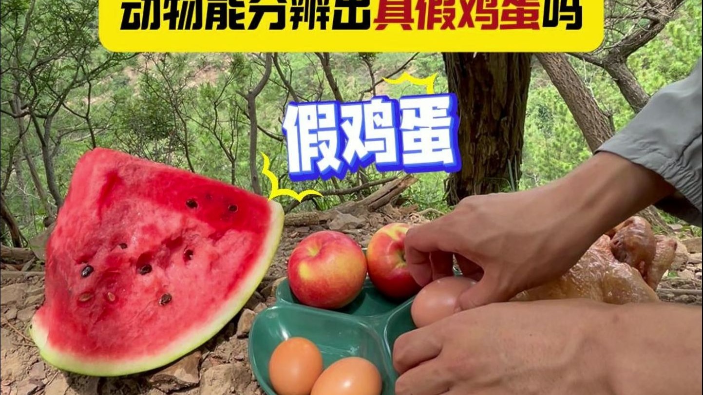 Day127 | 在山上放两个假鸡蛋，看看动物会上当吗。