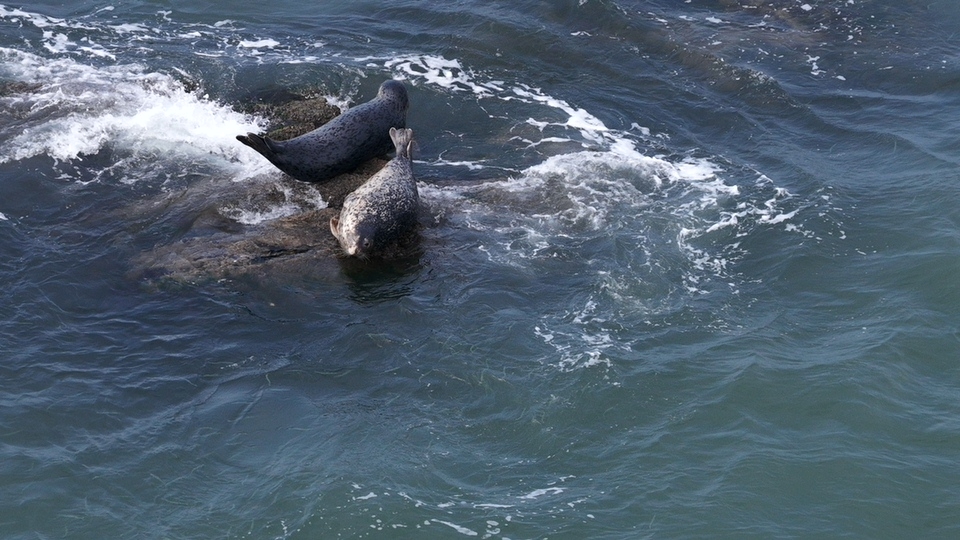 斑海豹在礁石上冲浪