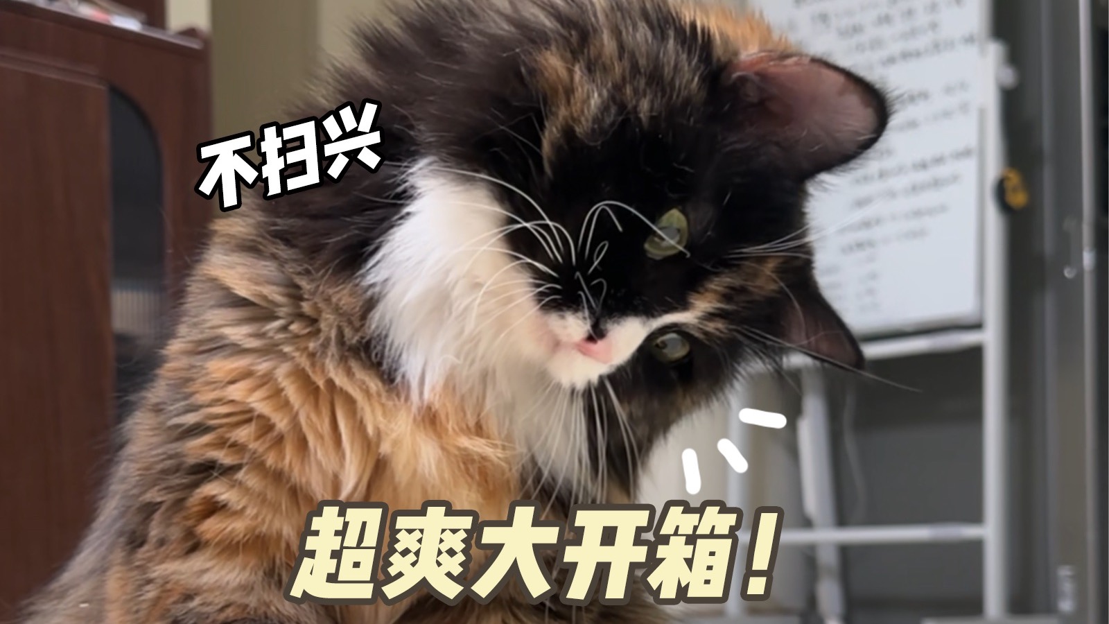 新家第一次开箱！够吗孩子！够爽吗！