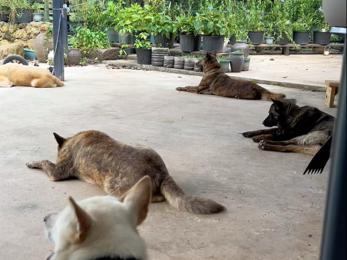 狗狗的山居生活，自在又充实