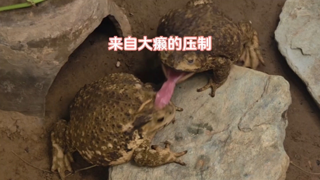 二癞又被压制了！