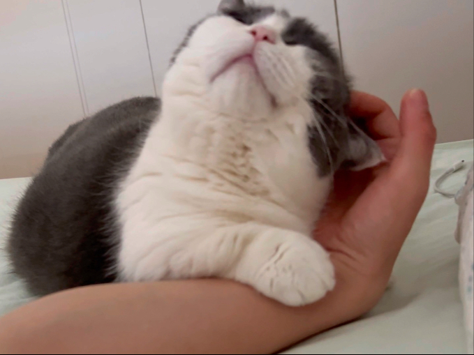 一早就going人的小猫咪