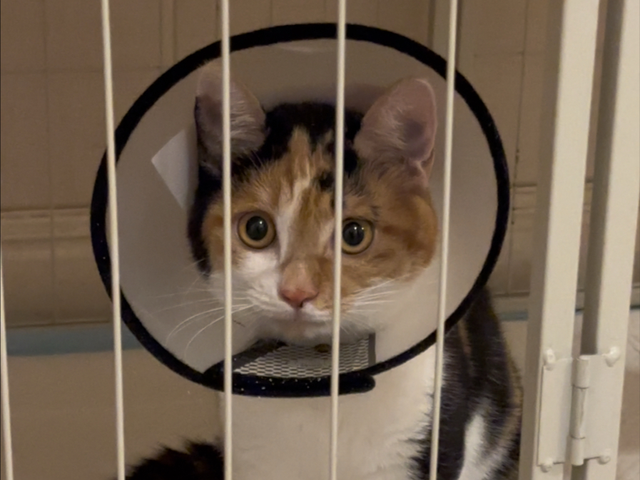有没有人可以帮帮小猫啊