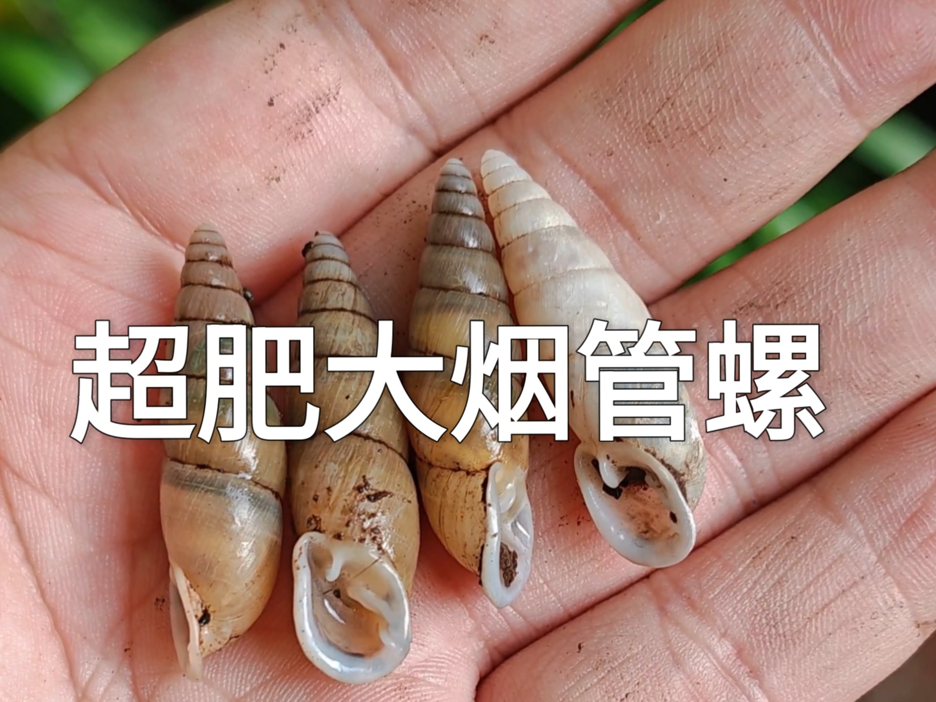 再次来到成都，这边有十分肥大的基生瘤管螺青城山亚种，哇好大啊