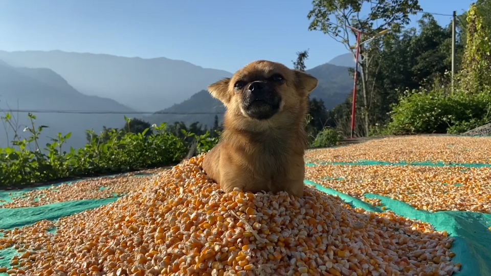 就这样，赫鲁晓狗被猫骗了半个世纪。